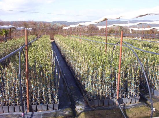 viveros de olivos LACONCHUELA, plantas de olivo nebulizado y micorrizadas
