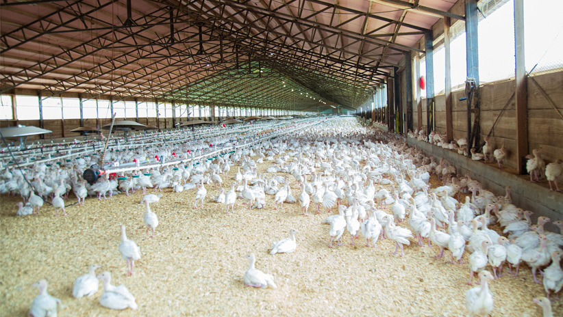 Envases retornables para el sector avícola y nueva ley de residuos imagen 1