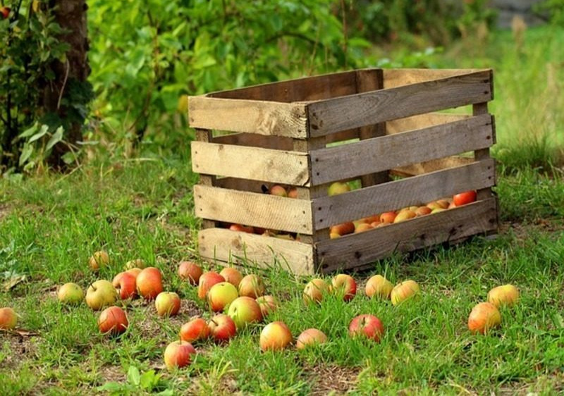 Baleares: Impulsan un sistema de retorno y reutilización de cajas de fruta en Mercapalma imagen 1