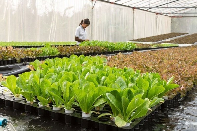 Plasticultura sostenible para reducir los desechos plásticos del campo imagen 1