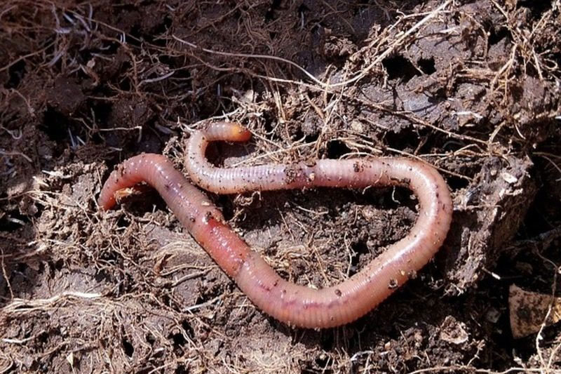 Vermicompostaje como impulso a la producción mundial de cereales imagen 1