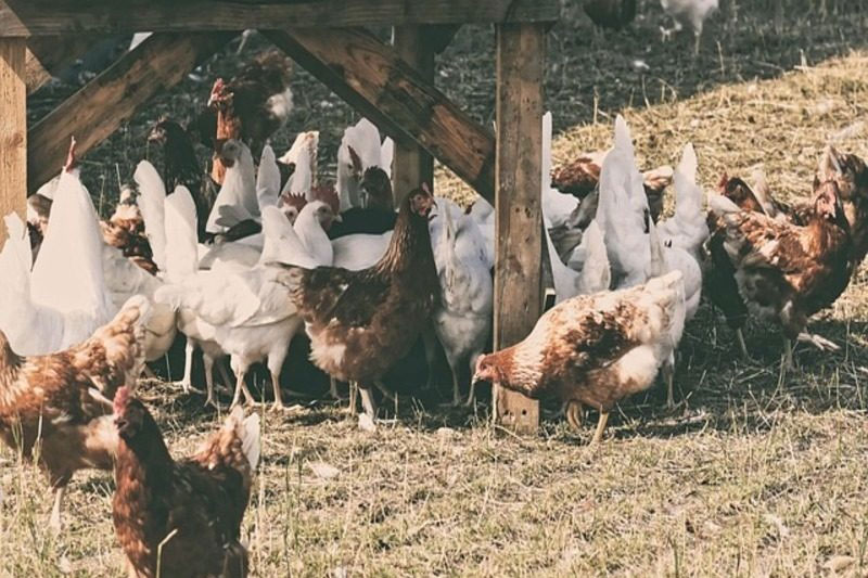 Desechos avícolas: ¿el futuro de la electricidad sostenible?  imagen 1