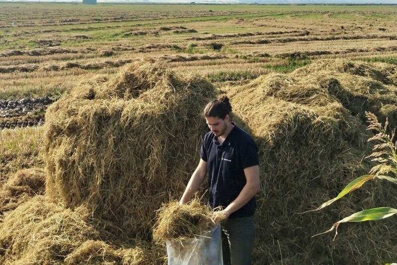 Una segunda vida para residuos vegetales en forma de adhesivos y envases  imagen 1