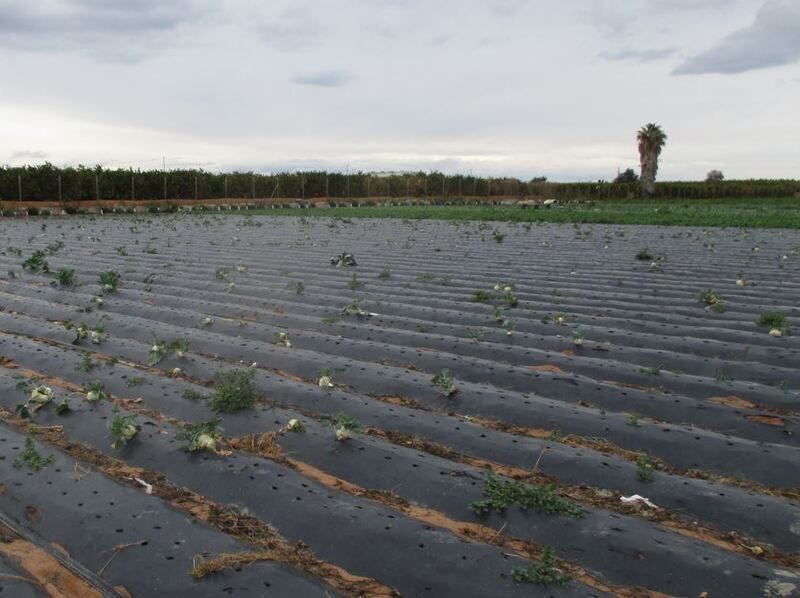 Constatados efectos nocivos de los microplásticos y los pesticidas en suelos agrícolas imagen 1