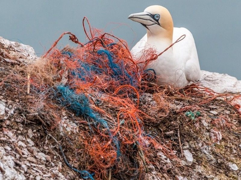 La mayoría de los nidos de aves cercanos a espacios agrícolas contienen plásticos imagen 1