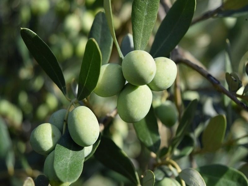 Un proyecto granadino de bioeconomía circular busca reaprovechar la hoja del olivo imagen 1