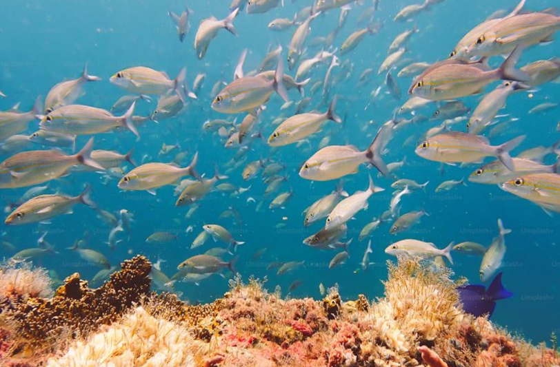 España es el primer país europeo en ratificar el Tratado de Alta Mar para proteger los océanos imagen 1