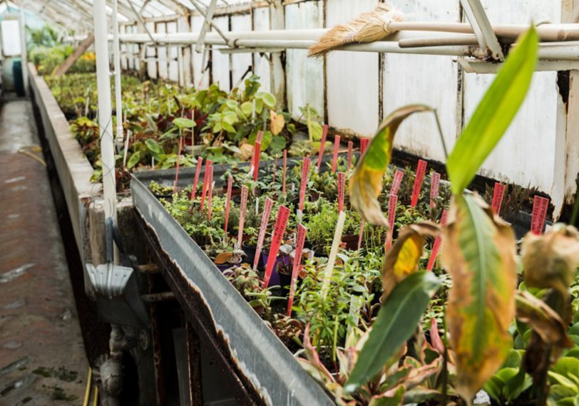 Uso de residuos como fuente térmica en invernaderos: potencial ambiental y eficiencia en la producción agrícola imagen 1
