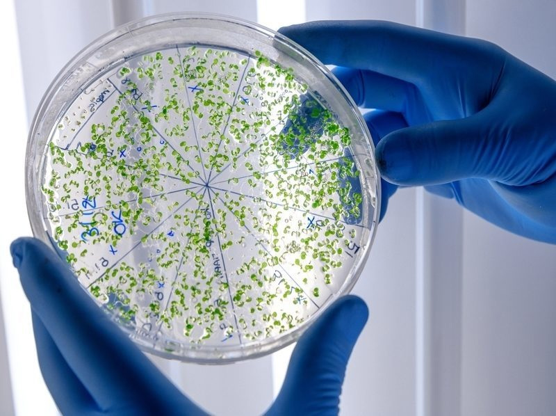 Ingeniería microbiana avanzada: bacteria diseñada para degradar plástico sin introducir ADN externo imagen 1