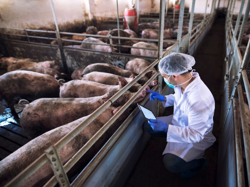 Gestión de residuos ganaderos: científicos andaluces desarrollan método para reducir contaminación imagen 1