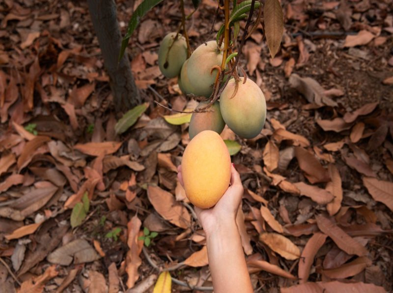 Hojas de mango se transforman en bioplástico para conservar alimentos imagen 1