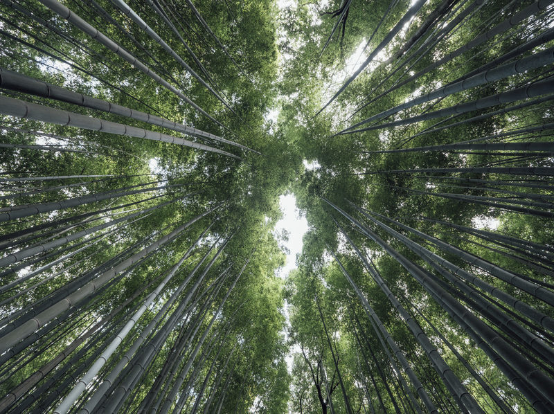 Hacia bosques más sostenibles: el proyecto BioPirineo imagen 1