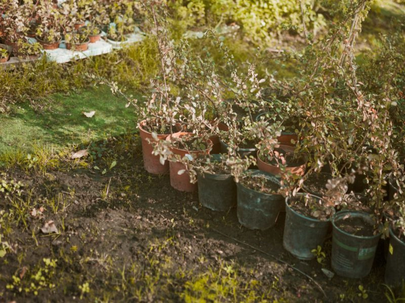 Biovalsa: la Comunitat Valenciana transforma residuos agrícolas en bioplásticos sostenibles imagen 1