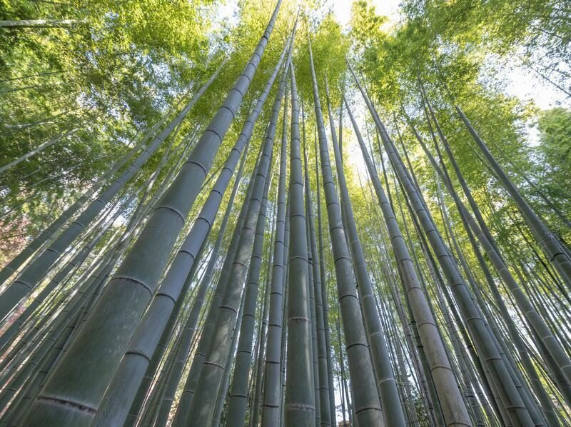 Bacterias, bambú y sal: soluciones innovadoras frente a los plásticos imagen 1