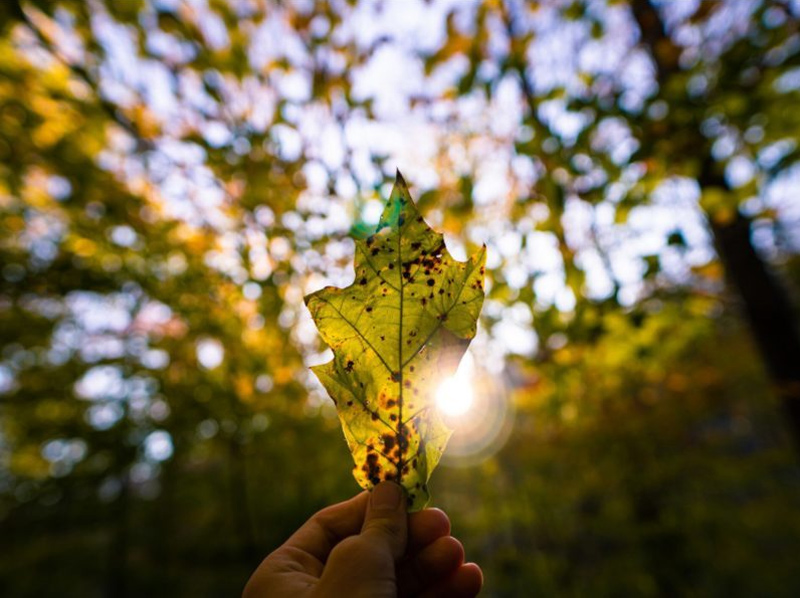 Gestión de residuos de pilas y acumuladores como medida de prevención de contaminación en ecosistemas forestales imagen 1