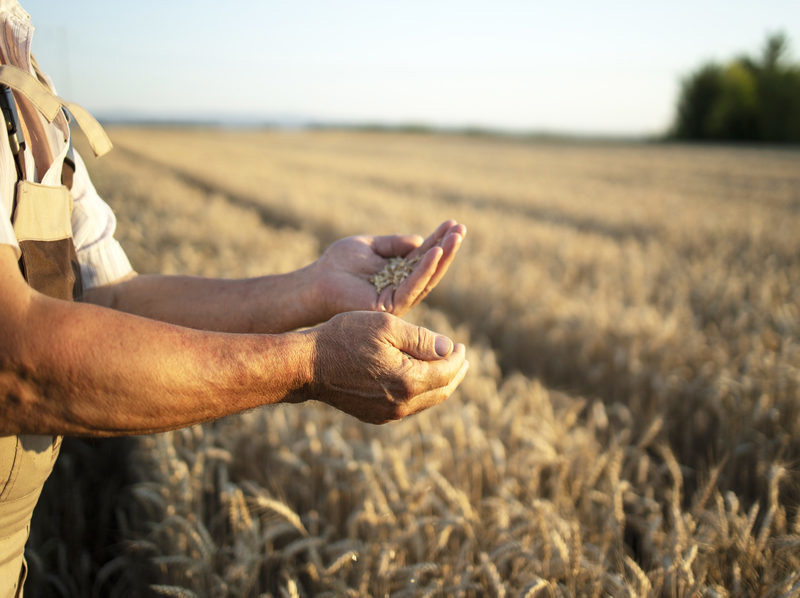 Agricultura resiliente al clima: reducción de insumos y optimización de flujos en sistemas agrarios imagen 1