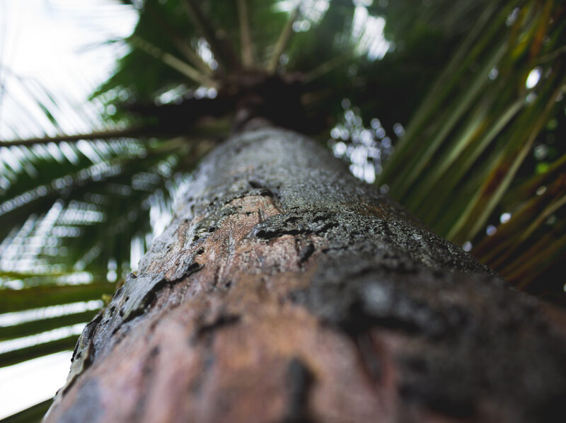 Valorización de biomasa de palmera en tableros aglomerados sin adhesivos imagen 1
