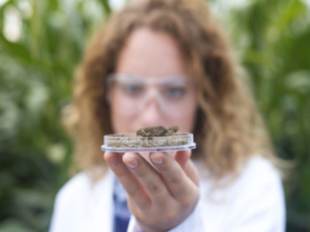 El papel del biocarbón de origen humano en la mitigación de la escasez de fertilizantes