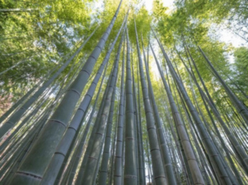 Bacterias, bambú y sal: soluciones innovadoras frente a los plásticos